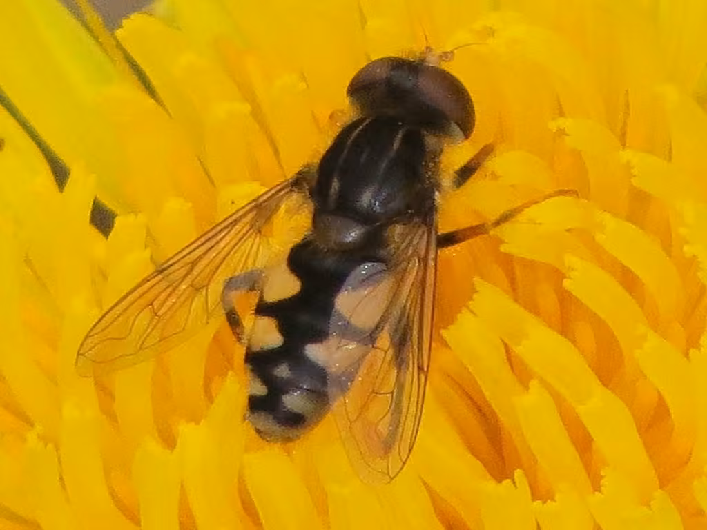 Dusky Bog Fly, Male