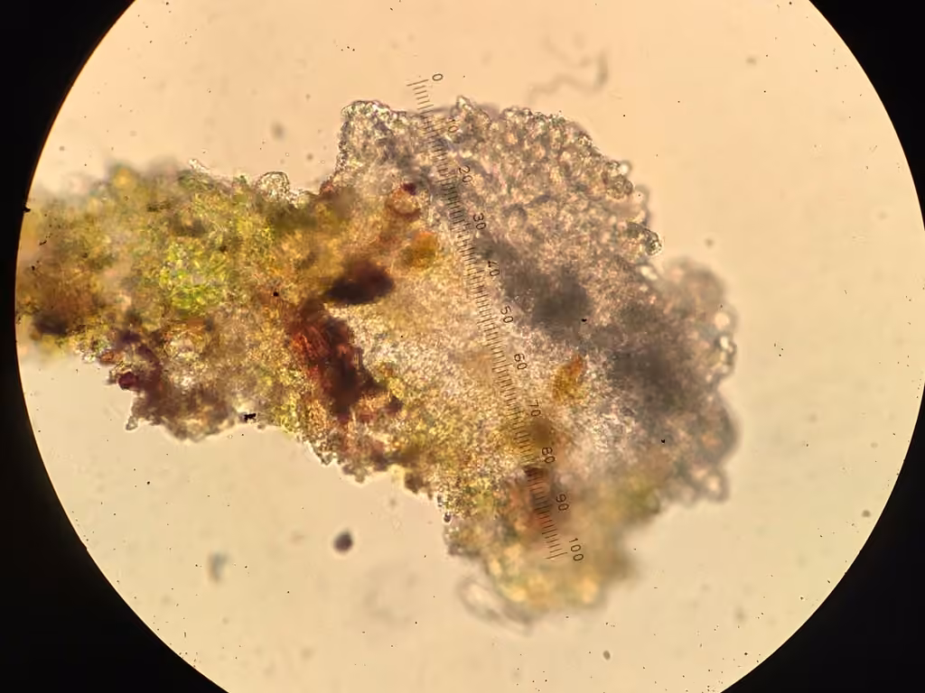 Dictyocatenulata alba, photo 2 sur 5