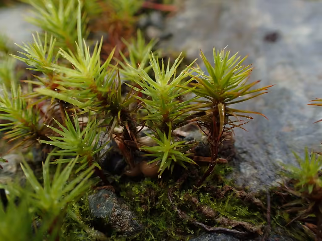 Polytric buissonnant, photo 3 sur 5
