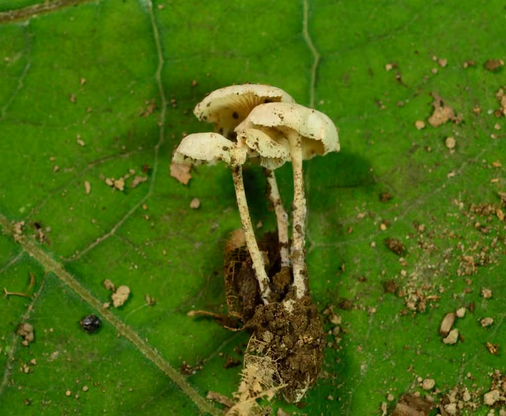 Resinomycena rhododendri, photo 3 sur 5