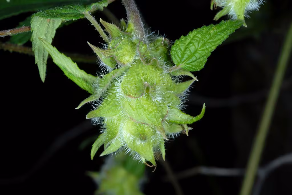Houblon du Japon, photo 2 sur 5