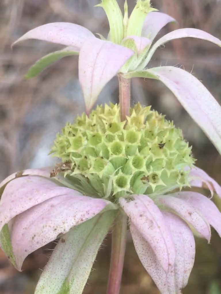 Monarde ponctuée, En fleurs