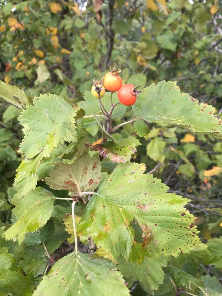 Aubépine duveteuse, photo 1 sur 5