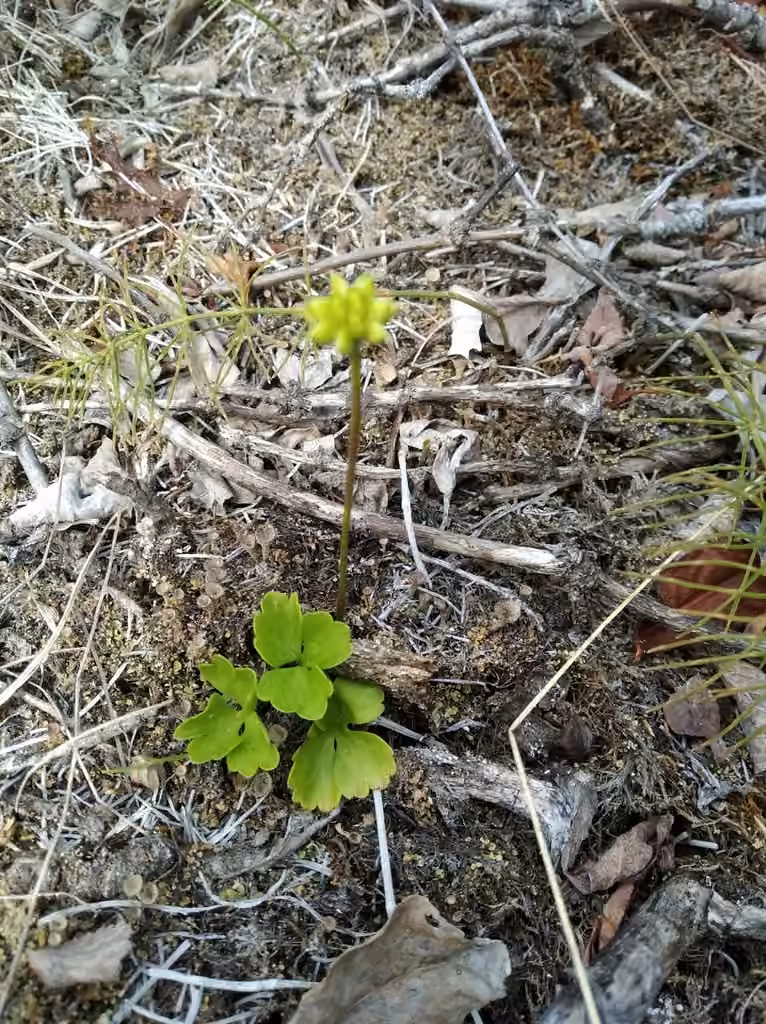 Richardson's anemone, In fruit