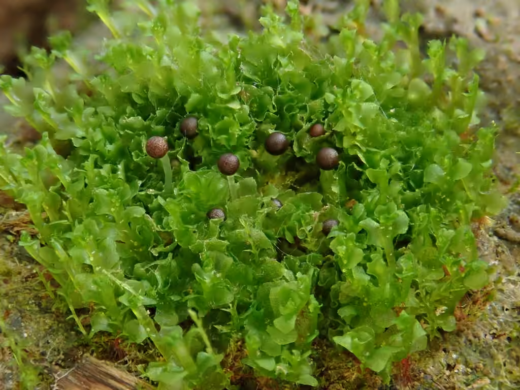 Chiffonée à crêtes, photo 1 sur 5