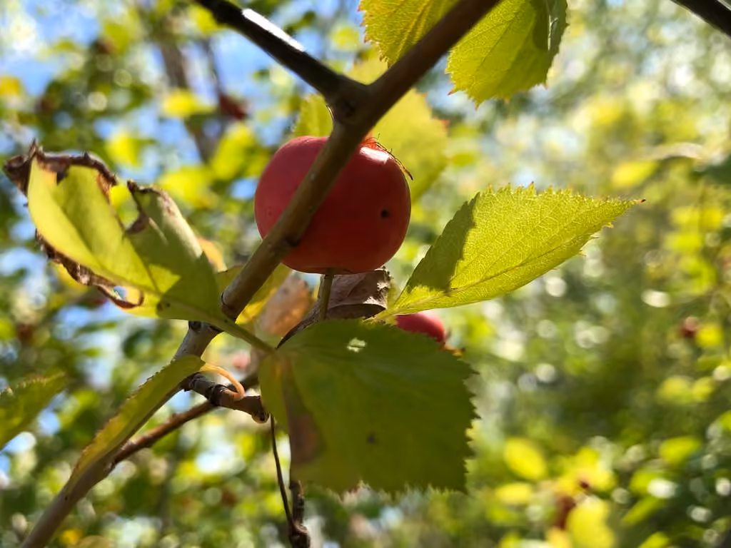 Aubépine suborbiculaire, En fruits