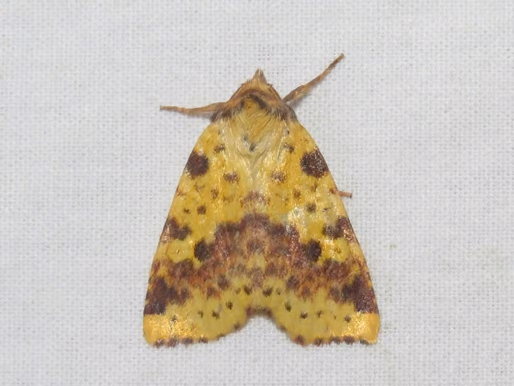Pink-banded Sallow, photo 1 of 5