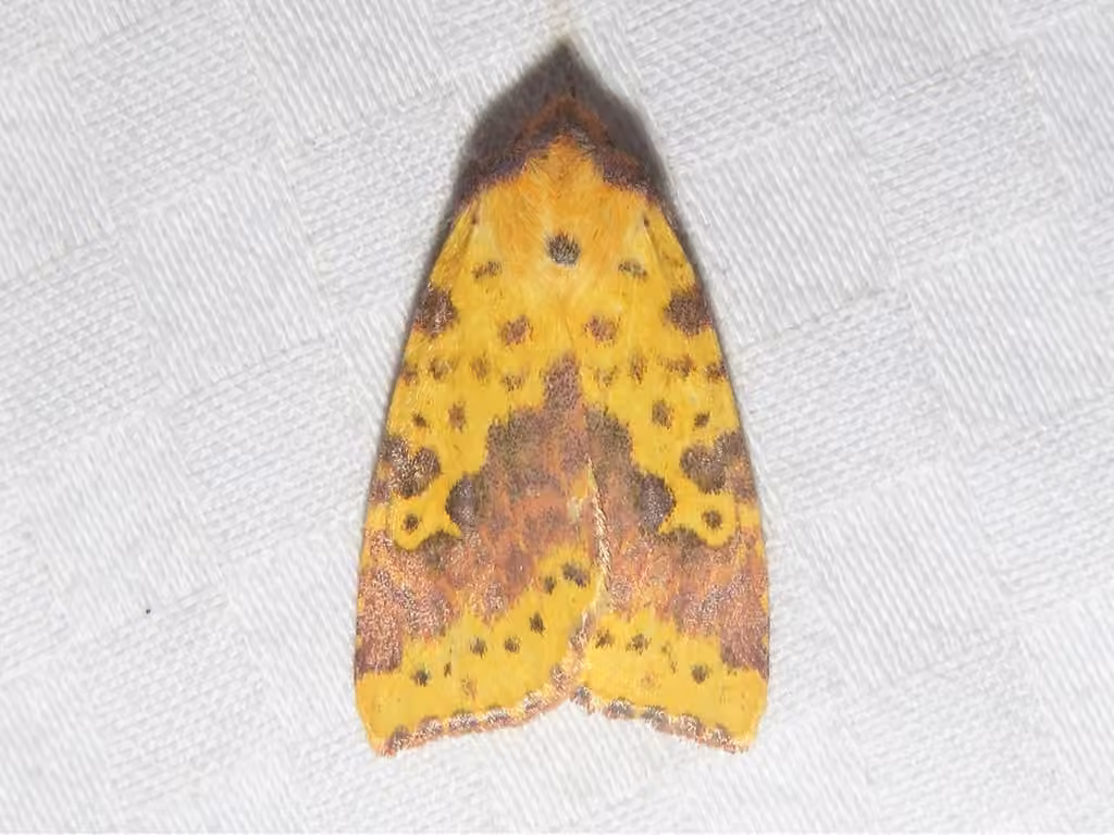 Pink-banded Sallow, Adult