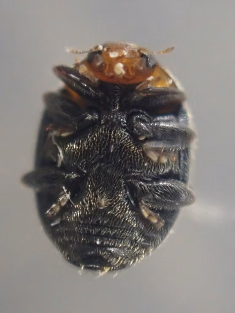 Margin-collared lady beetle, photo 2 of 5