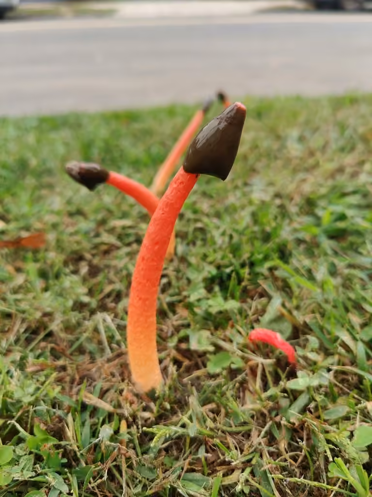 Wrinkly Stinkhorn