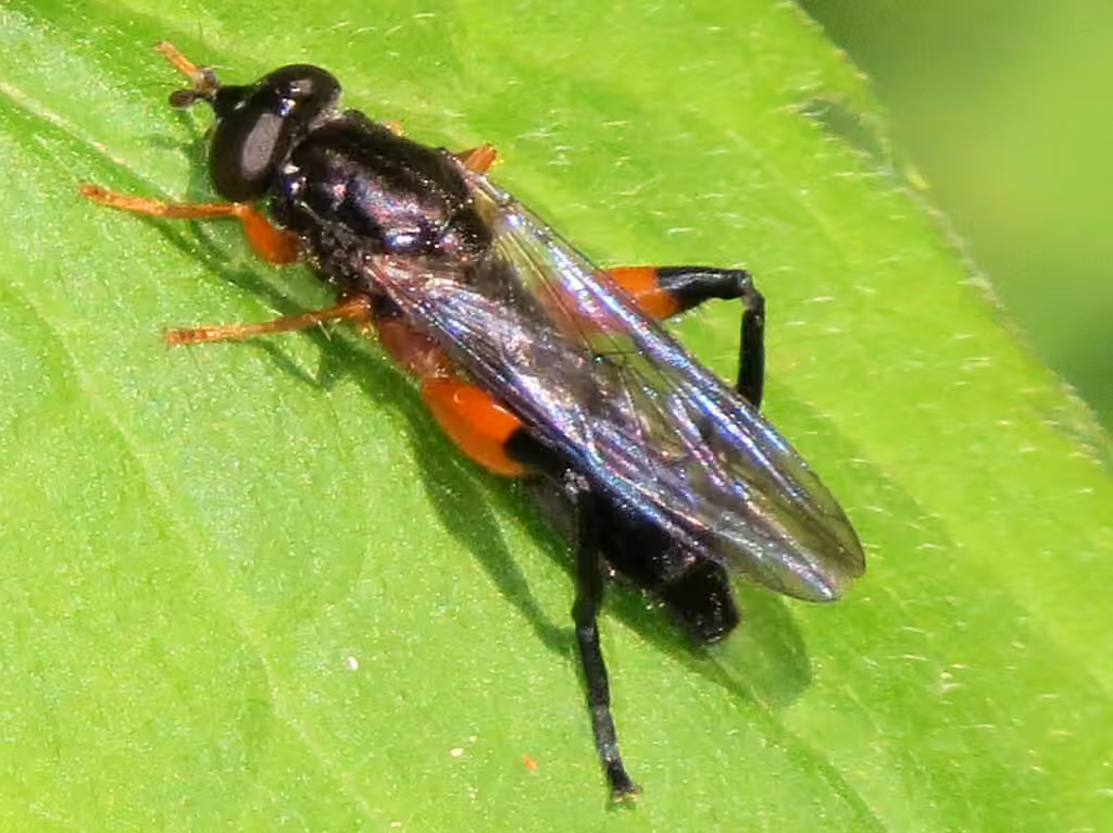 Orange-hipped Leafwalker, Adult female