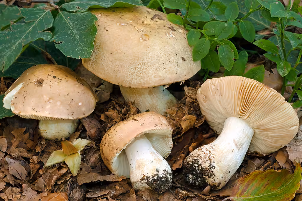 Russule écrevisse des hêtres, photo 1 of 5