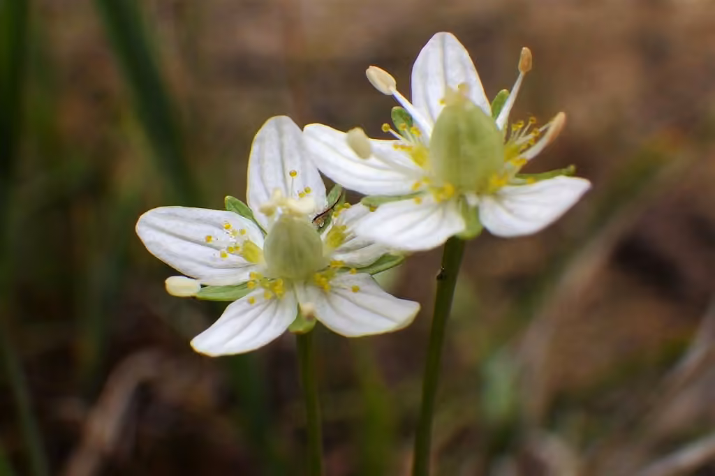 Smallflower grass of Parnassus, In fruit