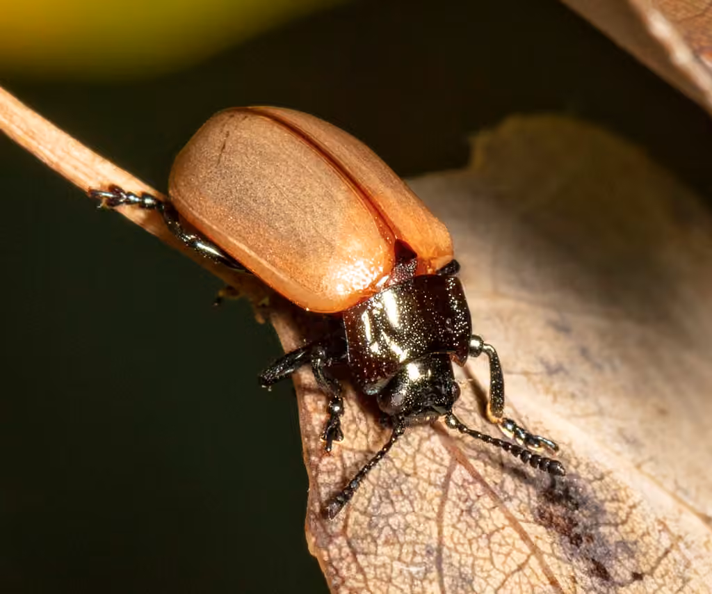 Aspen Leaf Beetle