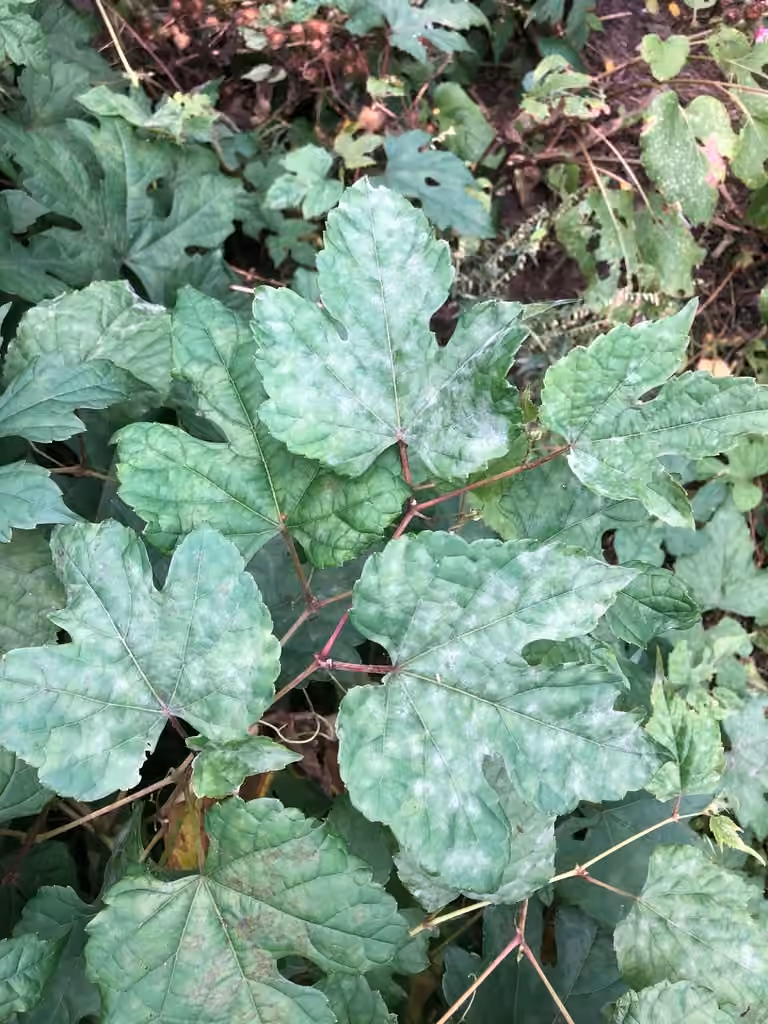 Grape Powdery Mildew, photo 3 of 5