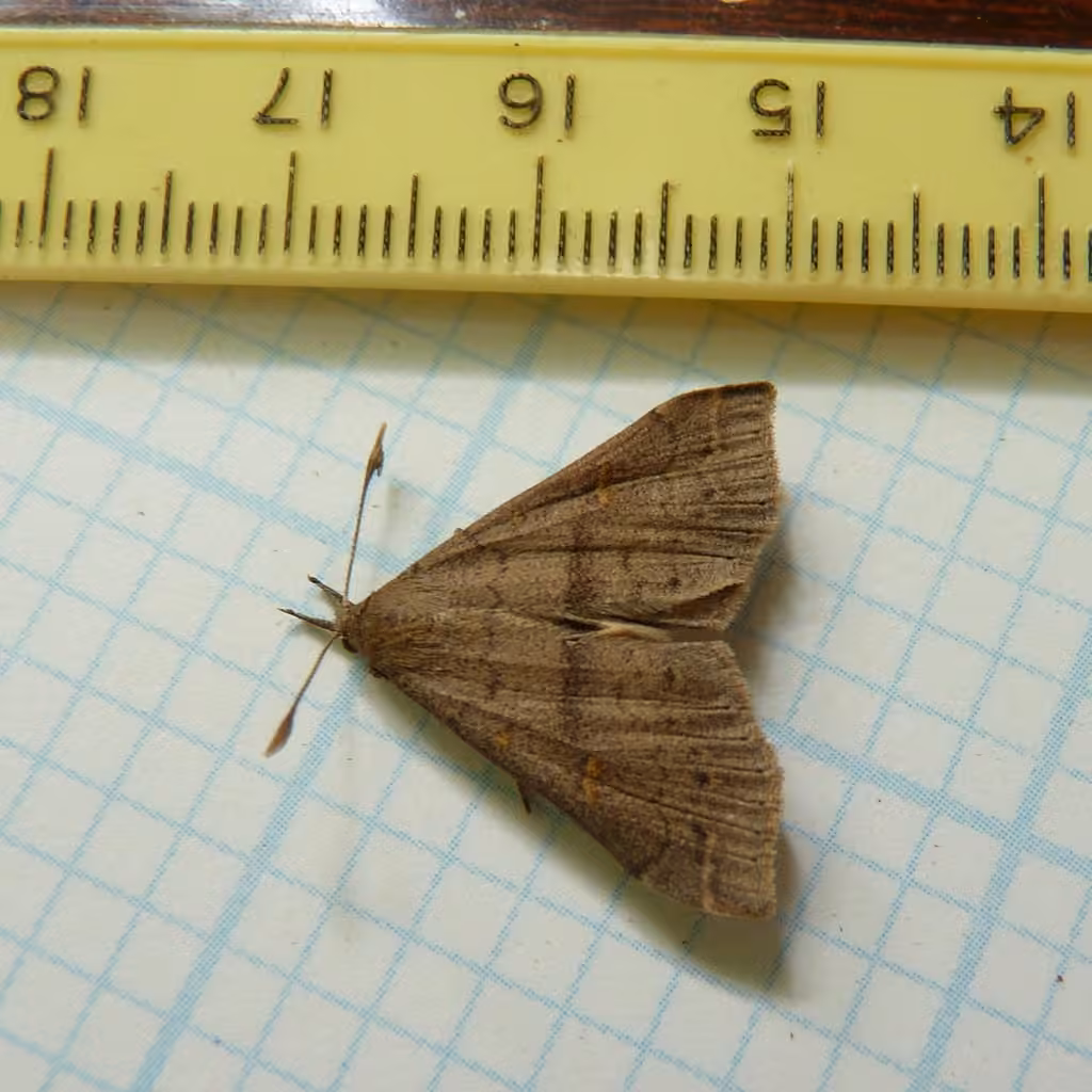 Speckled Renia Moth, photo 1 sur 5