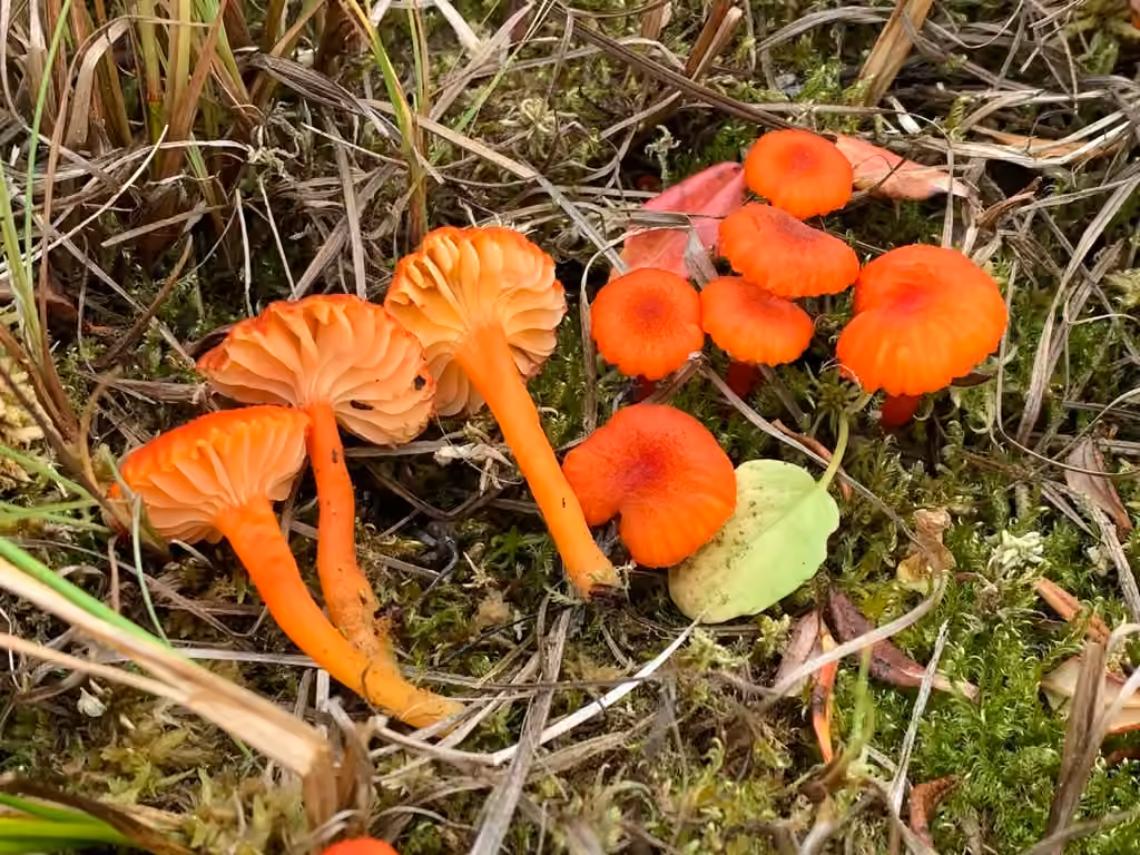 Hygrophore crête-de-coq, photo 1 sur 5