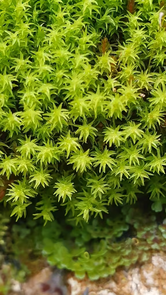 Dicranelle pellucide