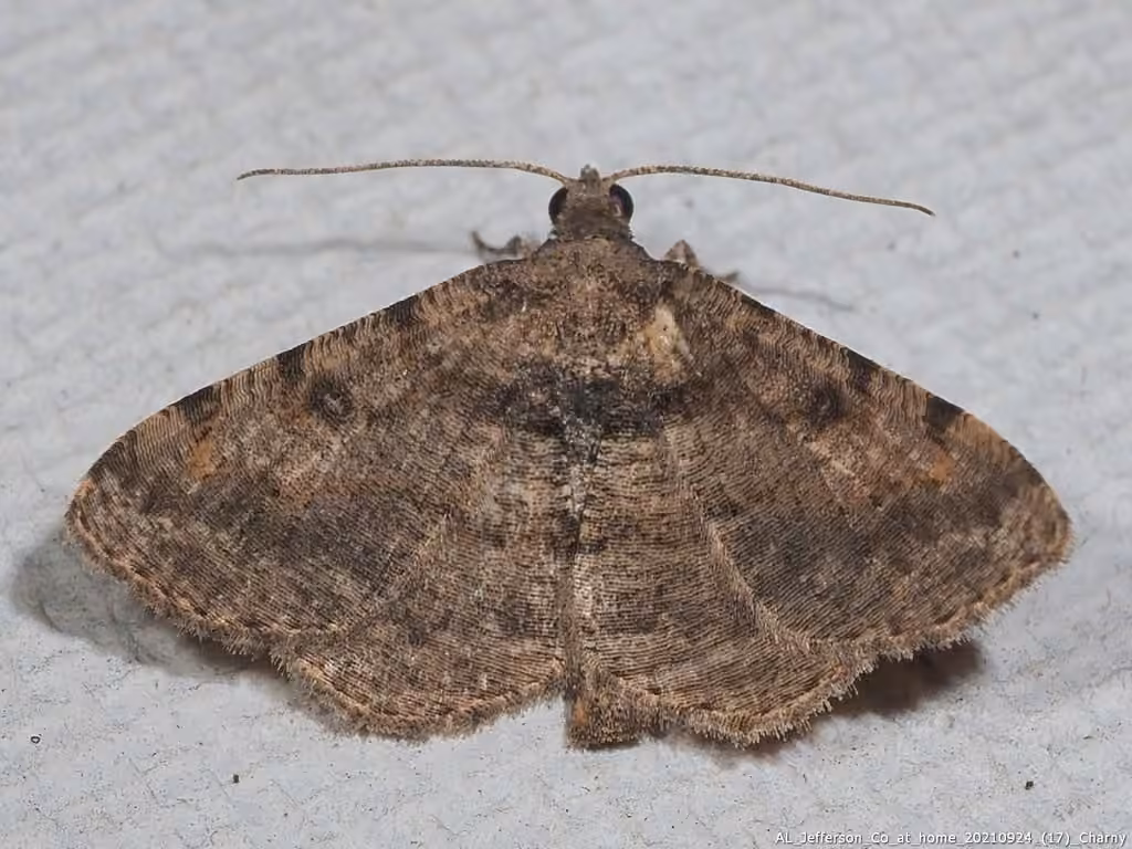 Hollow-spotted Angle, Adulte
