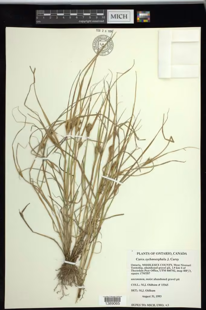 Carex compact, En fruits