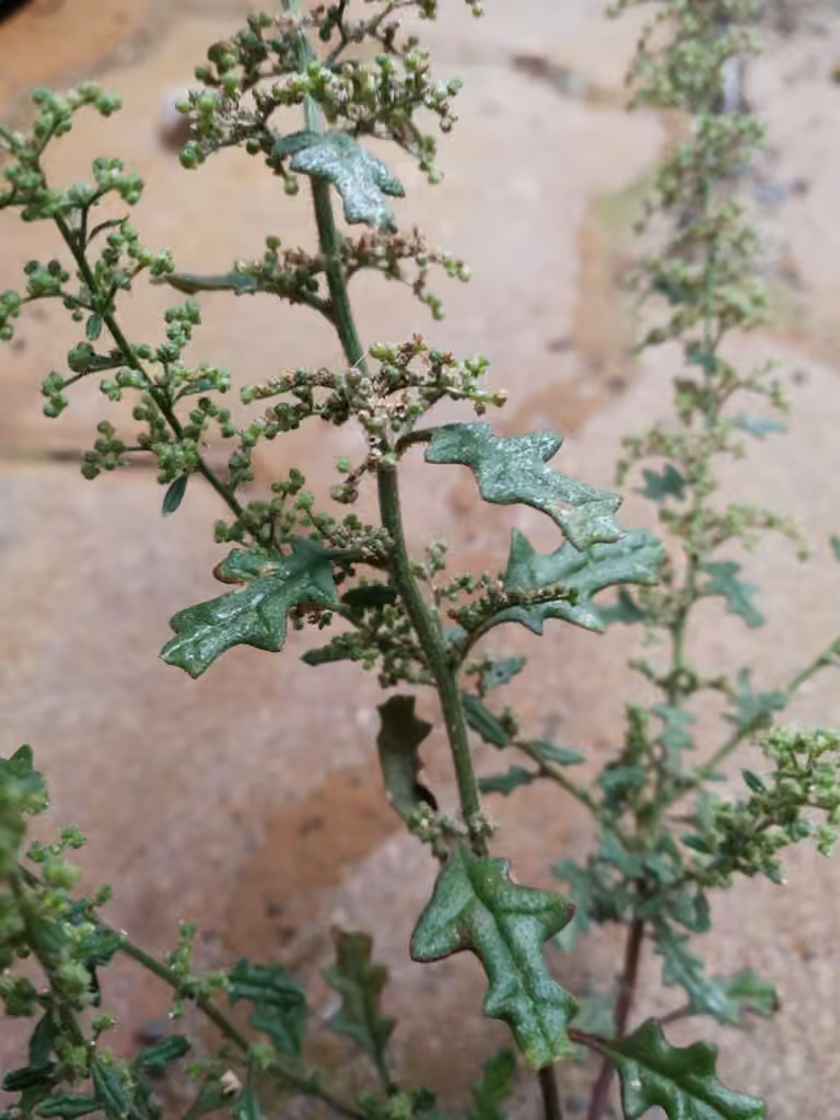 Chénopode botrys, En fleurs