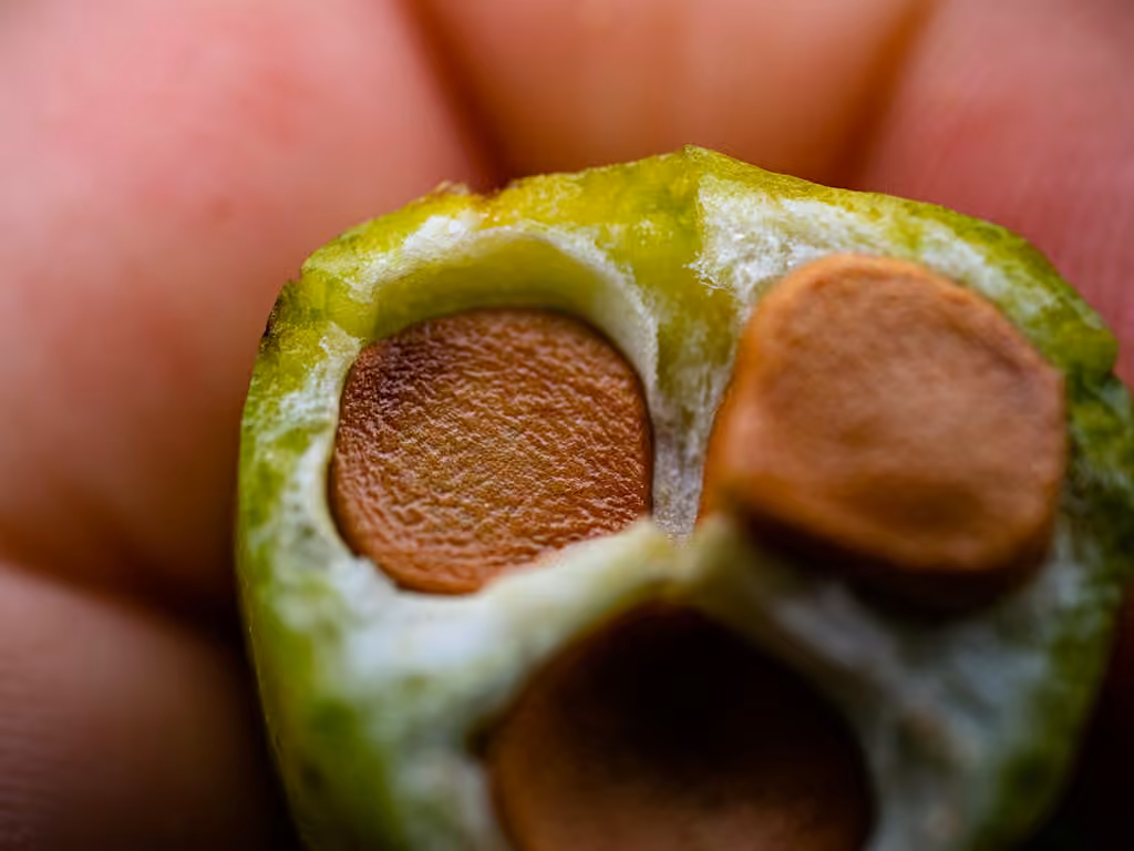 Virginia iris, In fruit