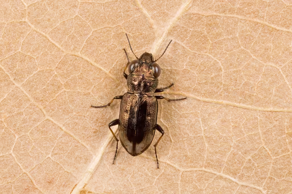 Spotted gazelle beetle, photo 2 of 5