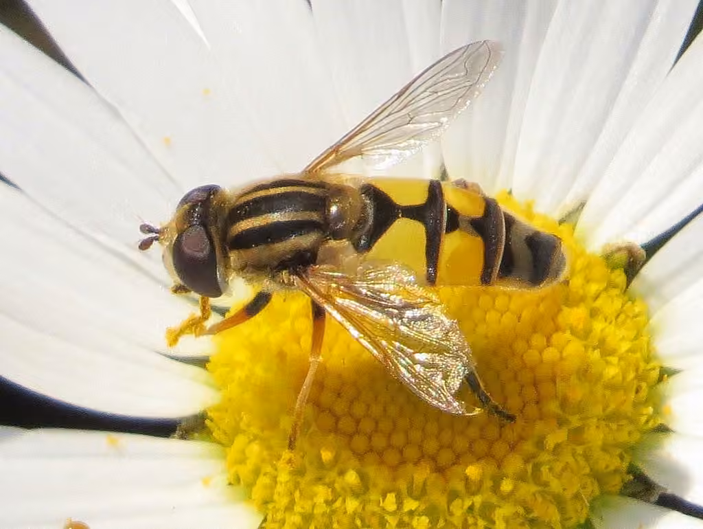 Syrphe à large front