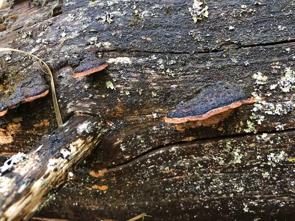 Polypore viticole, photo 1 sur 5