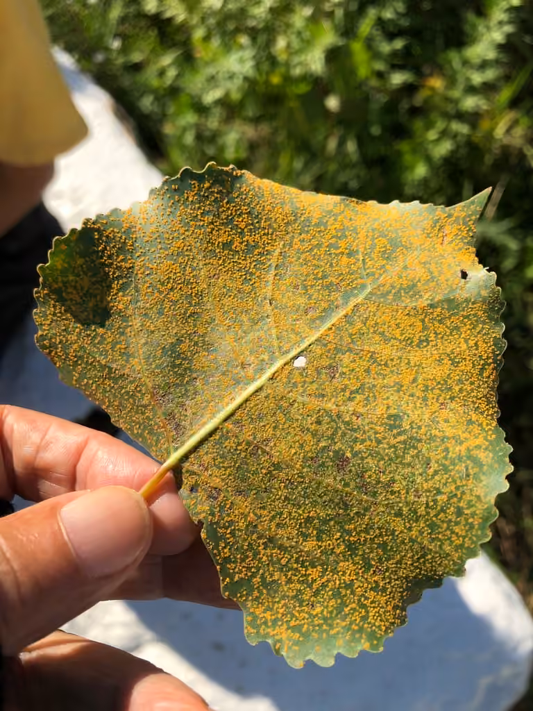 Poplar Rust