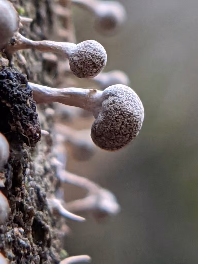 Phleogena du hêtre, photo 1 sur 5