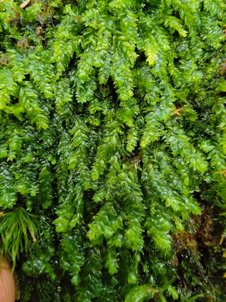 Satinette denticulée