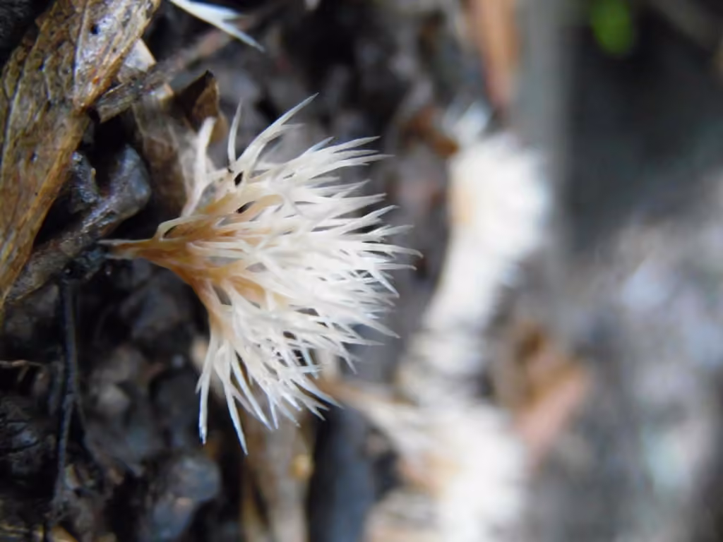 Angel Hair Coral