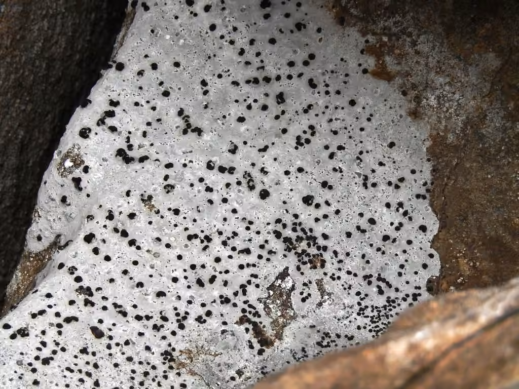 Lecidea lichen, photo 3 of 5