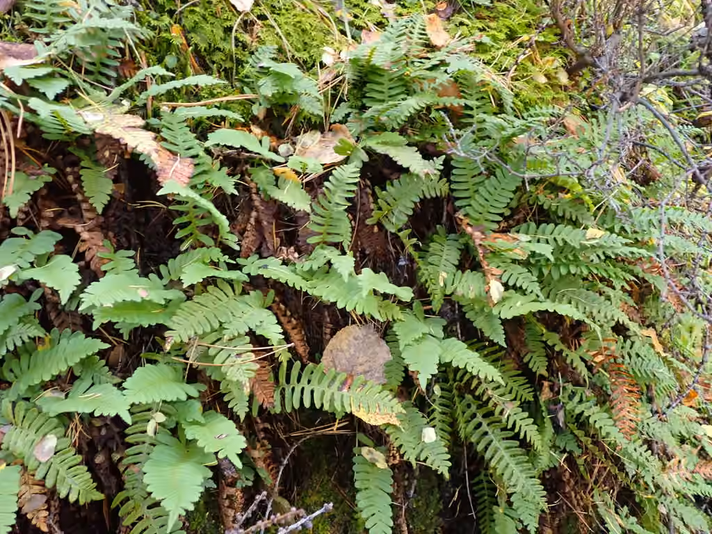 Polypode de Sibérie