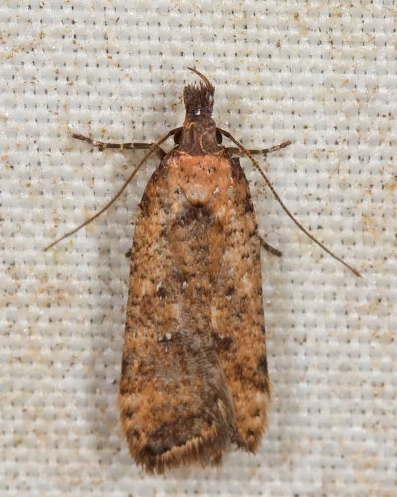 Dichomeris vacciniella, Adulte