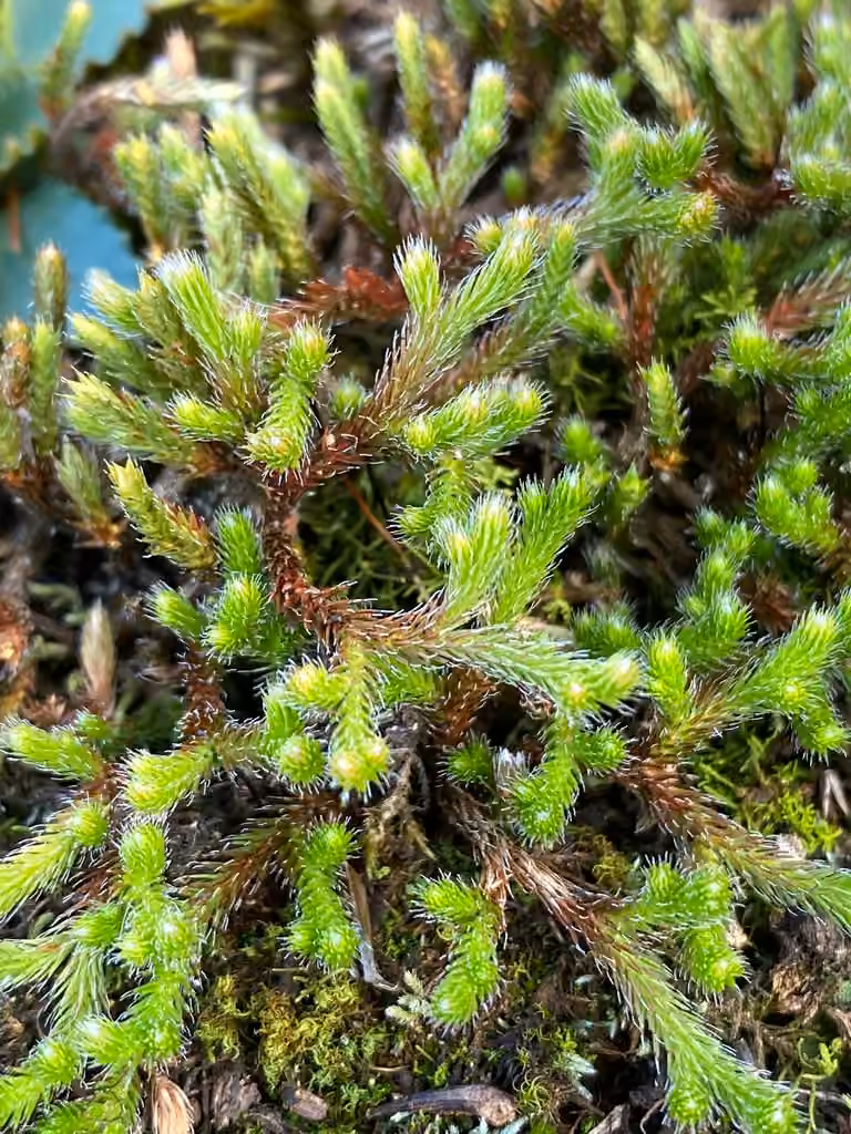 Ledge spikemoss, photo 2 of 5