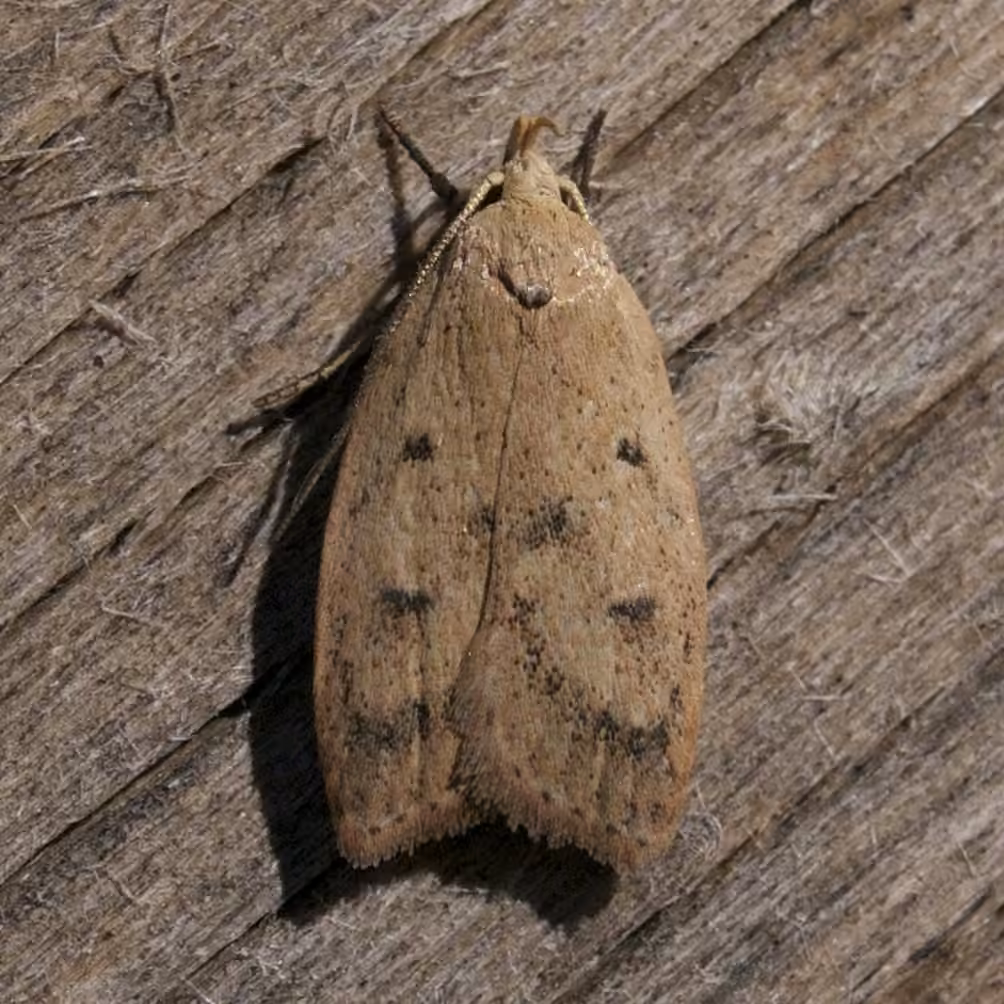 Gold-striped Leaftier Moth, Adulte