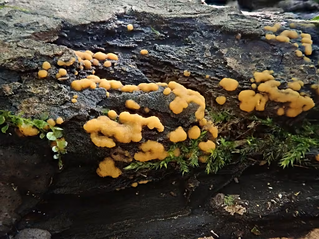 Sphaerosporium lignatile, photo 1 of 5