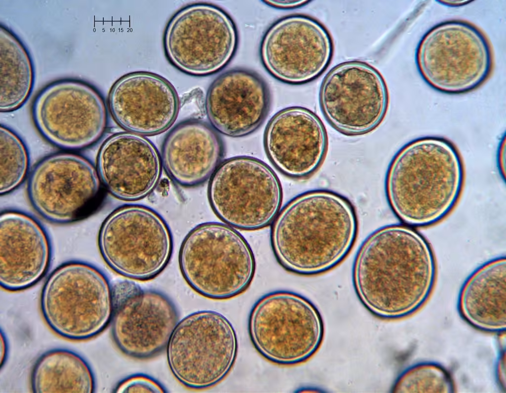 Sphaerosporium lignatile, photo 2 of 5