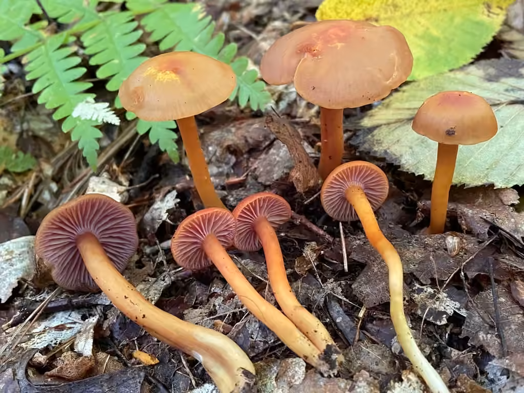 Hygrophore à lames pourprées, photo 2 sur 5