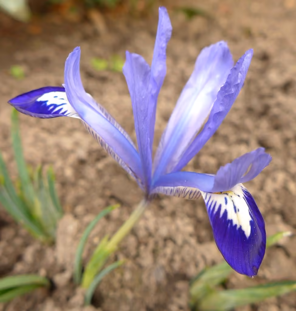Iris réticulé, photo 3 sur 5