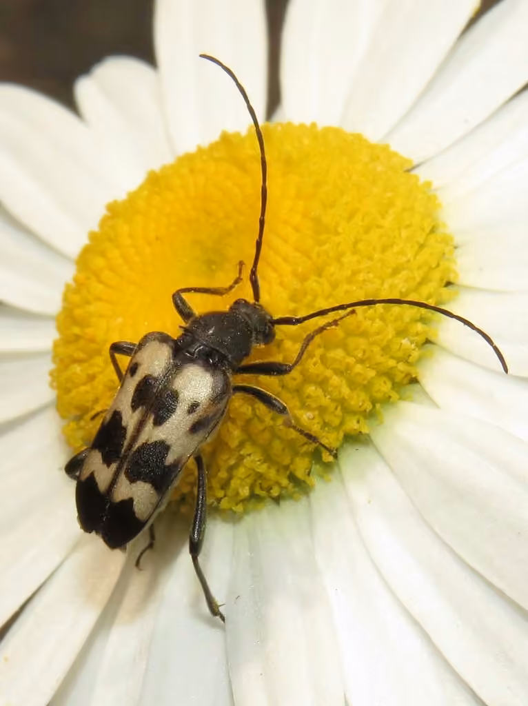 Boreal long-horned beetle