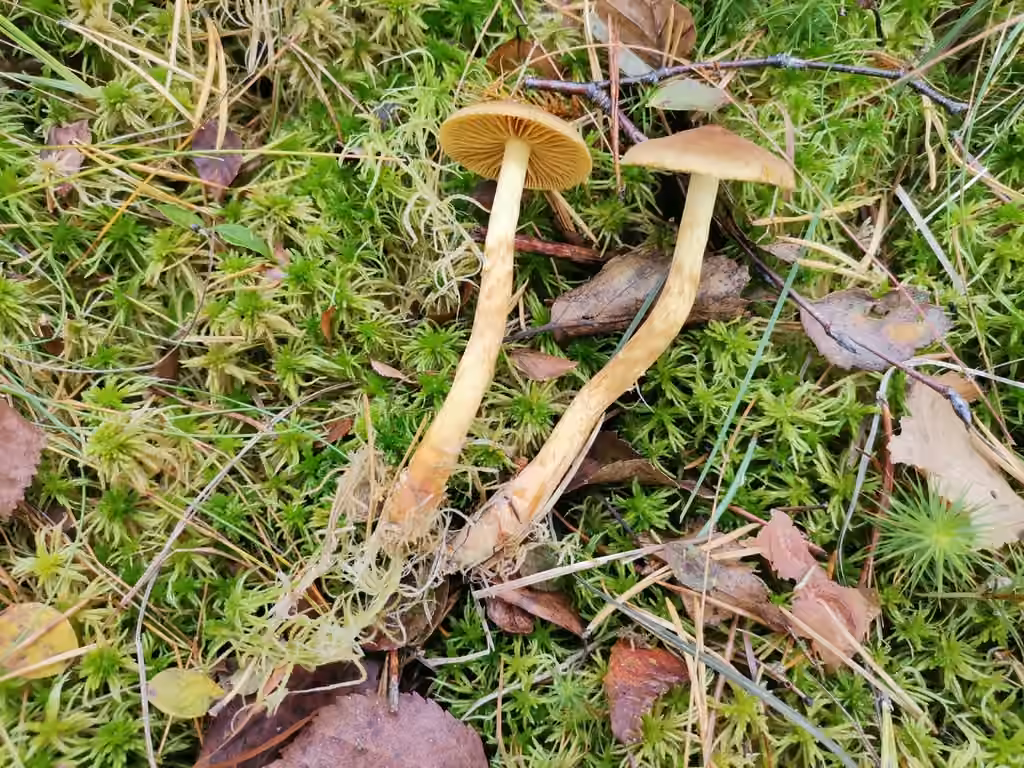 Cortinarius bataillei, photo 1 of 5