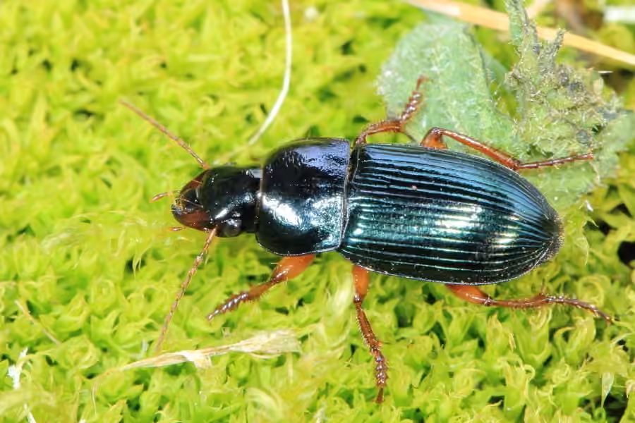 Red-legged harp ground beetle, Adult