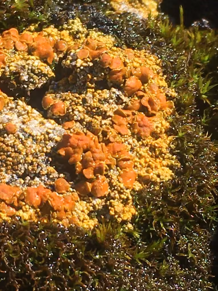Fulgensie de la toundra, photo 2 sur 5