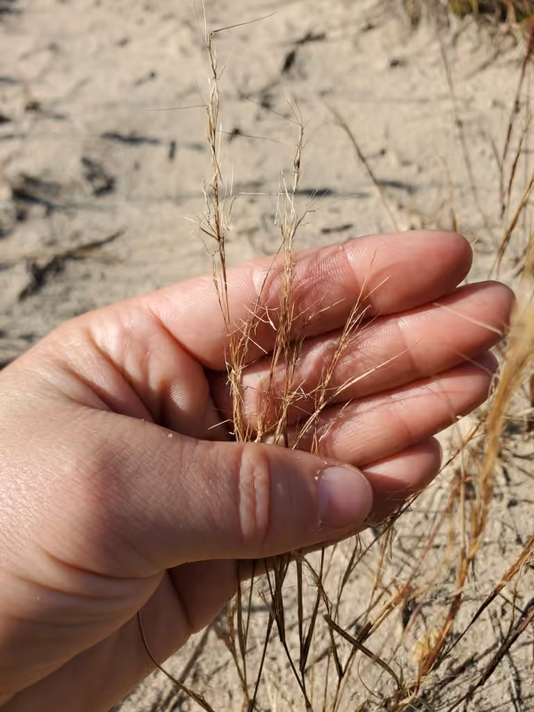 Forked three-awned grass, photo 3 of 5
