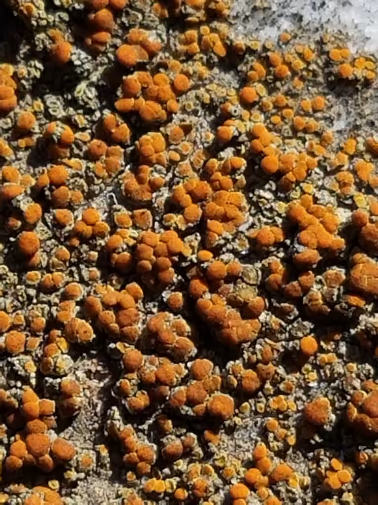 Caloplaque des trottoires, photo 2 sur 5