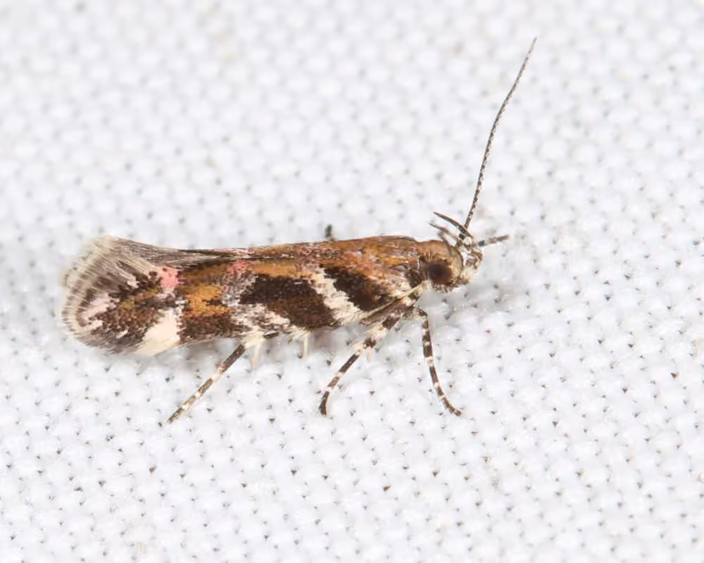 Pink-washed Aristotelia Moth, Adult