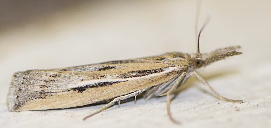 Woolly Grass-veneer Moth, photo 1 of 5